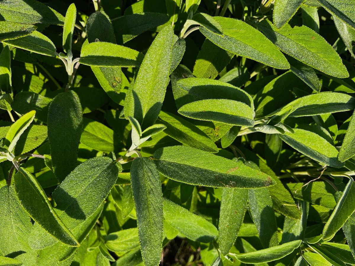 0E07 - Salvia essiccata