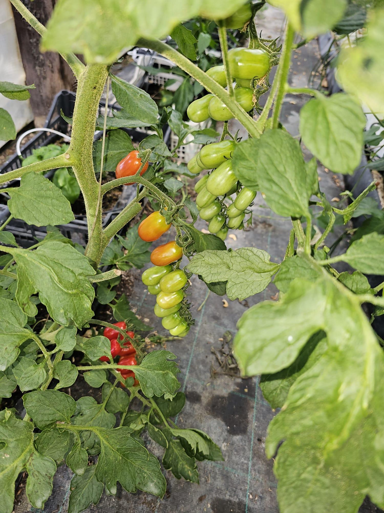 Pomodorini datterini stanno crescendo