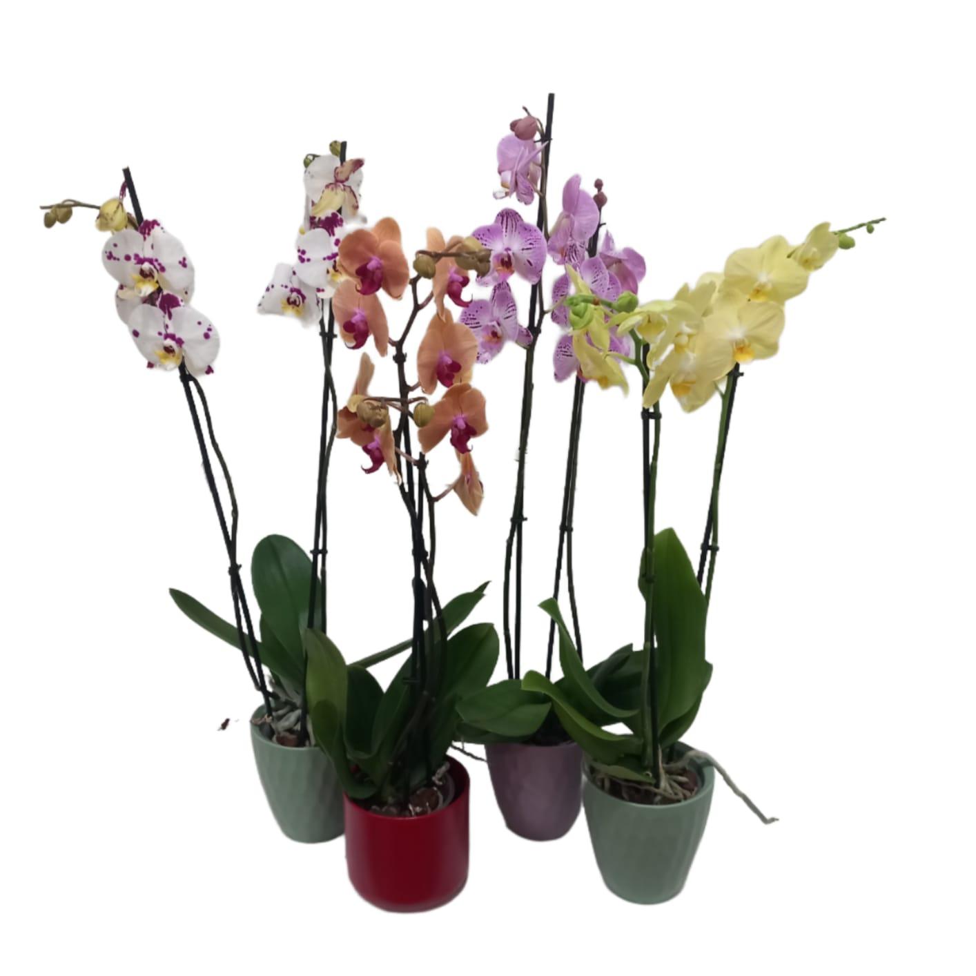 Orchidea + vaso in ceramica semplice