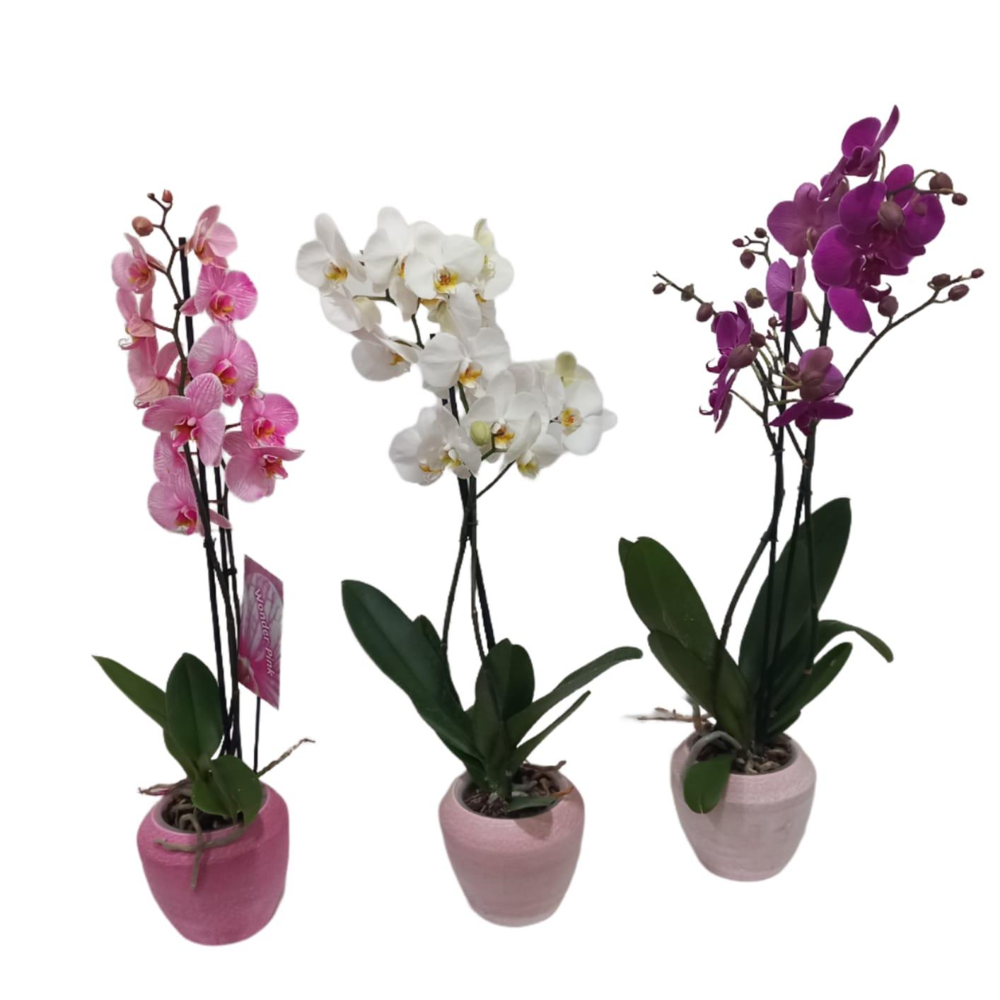 Orchidea + vaso martellato