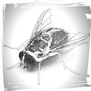 La Mosca metallica - 3jpg