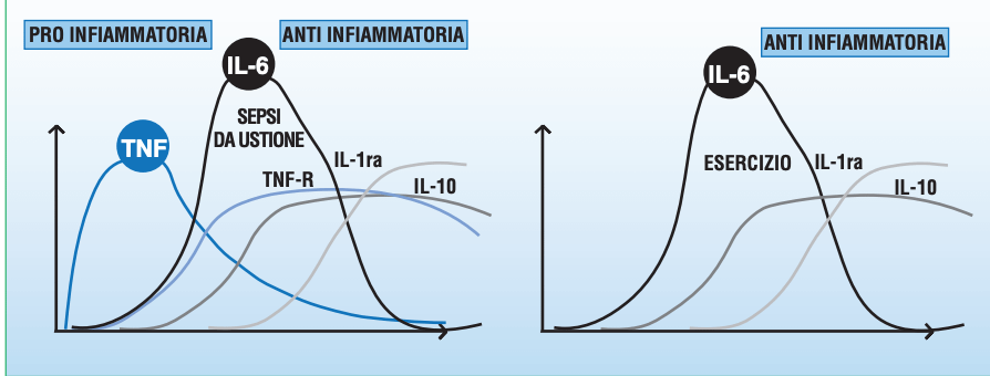 Infiammazione Cronica Sistemica Di Basso Grado Icsbg