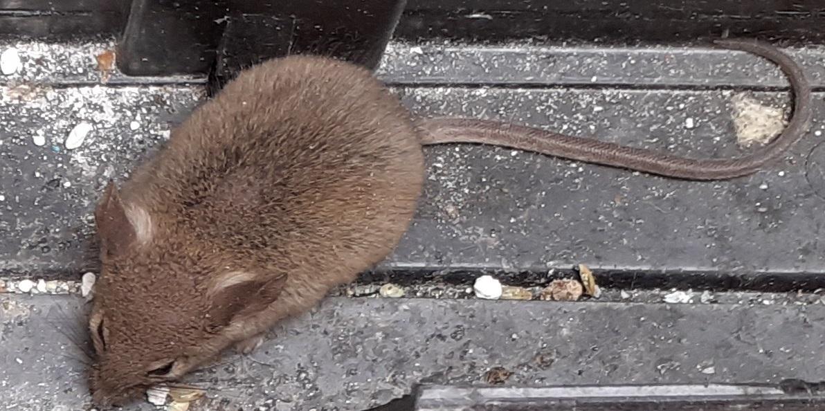 Cosa bisogna sapere per un efficace controllo del topo domestico (Mus musculus domesticus)