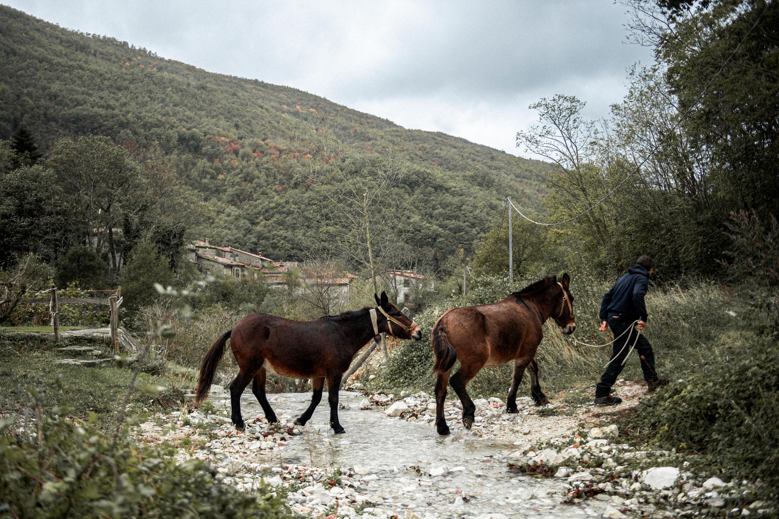 L'Importanza del Cavallo del Catria nel Trasporto della Legna: Tradizione Incontra Innovazione