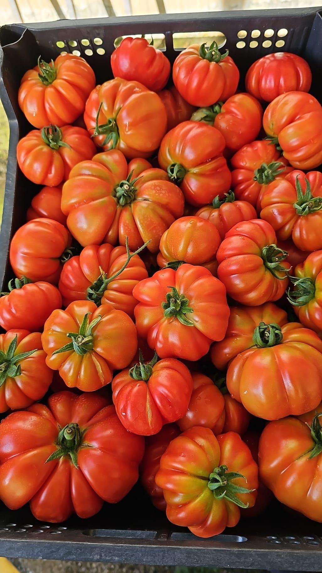 Pomodori canestrini, un vero regalo della terra