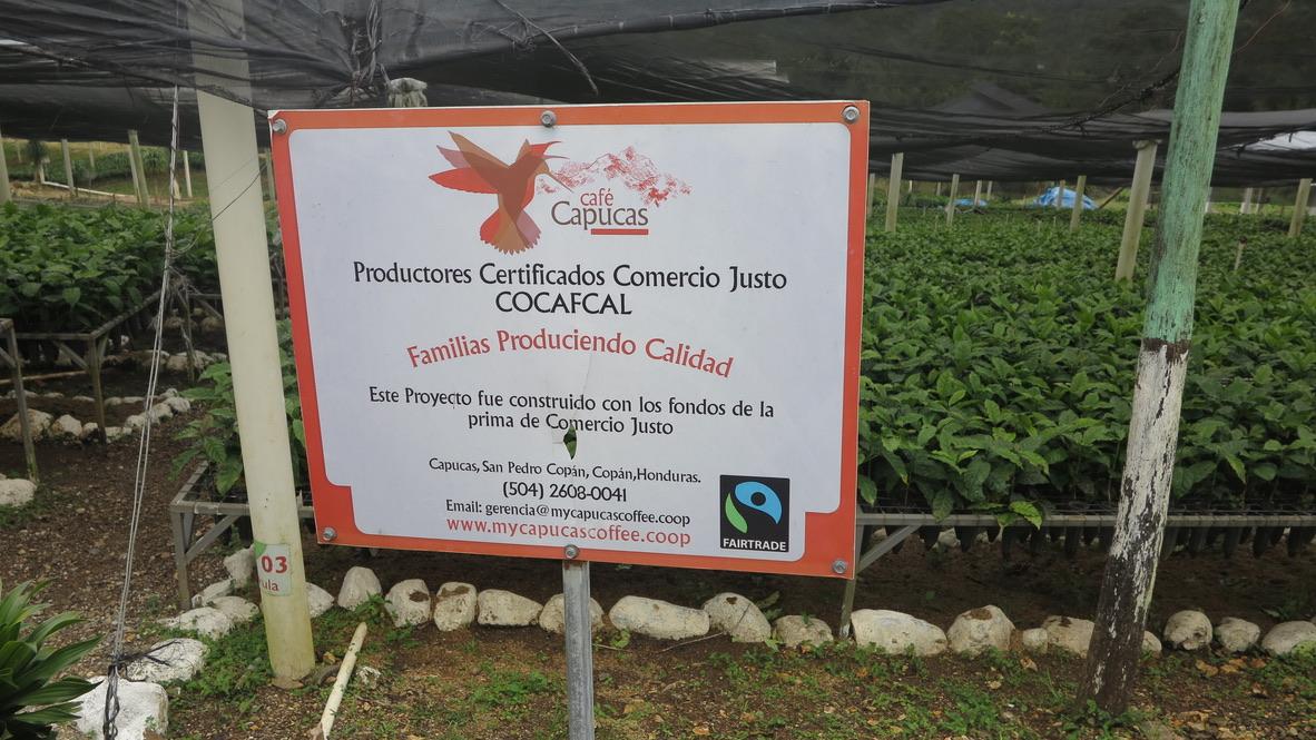 Honduras Finca Platanares microlot