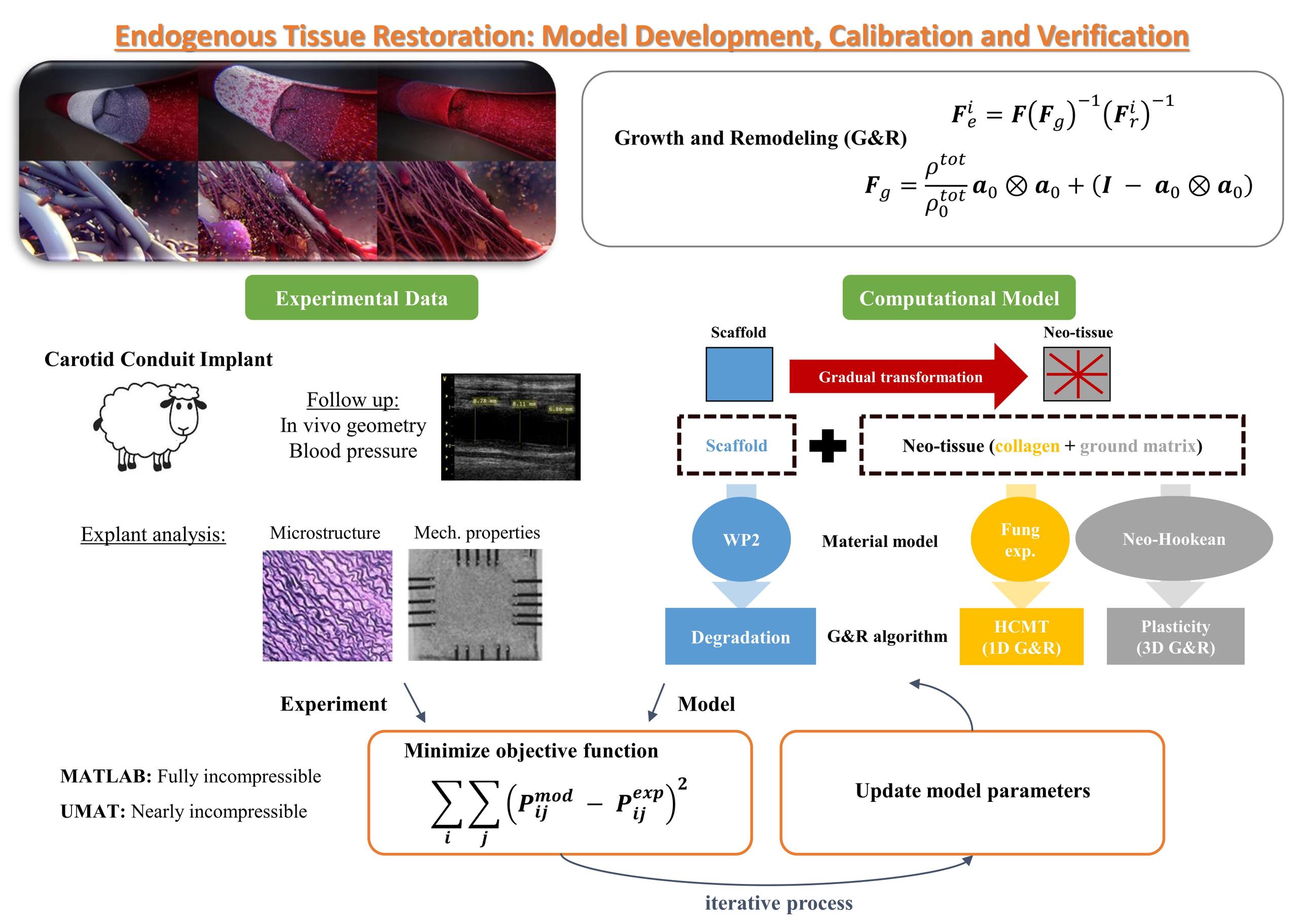 Modelling the Growth and Remodeling (G&R) of the Endogenous Tissue Restoration (ETR) In Xeltis Biodegradable Device