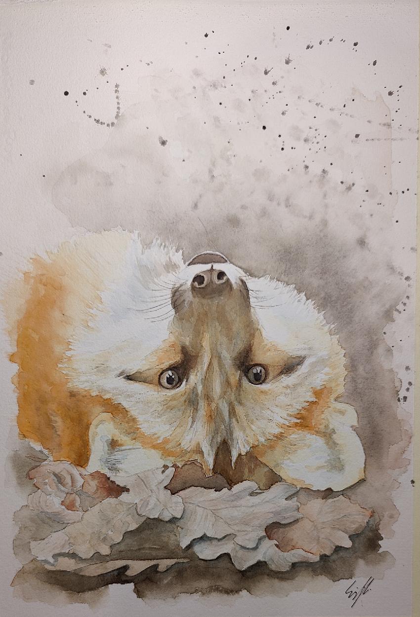 upside down fox