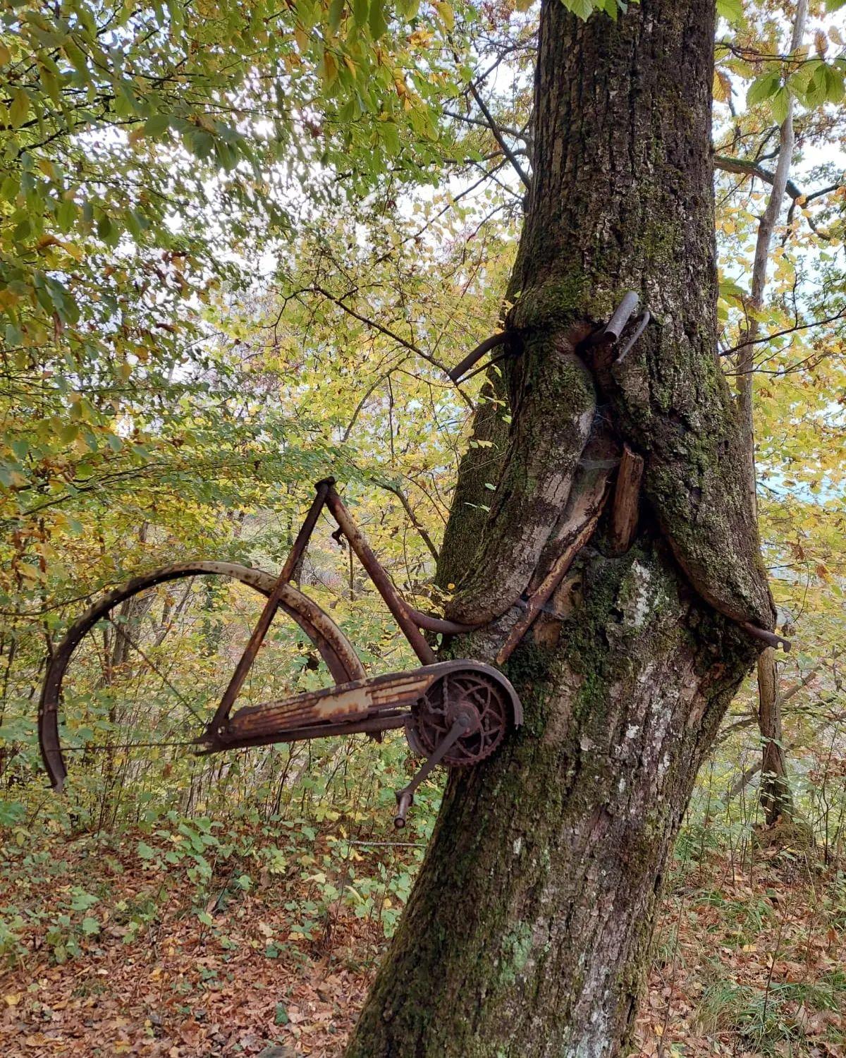 Quando gli alberi producevano le biciclette.