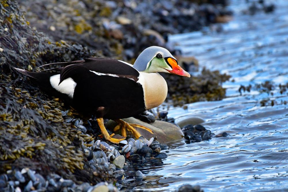 Norvegia, Norway, Varanger