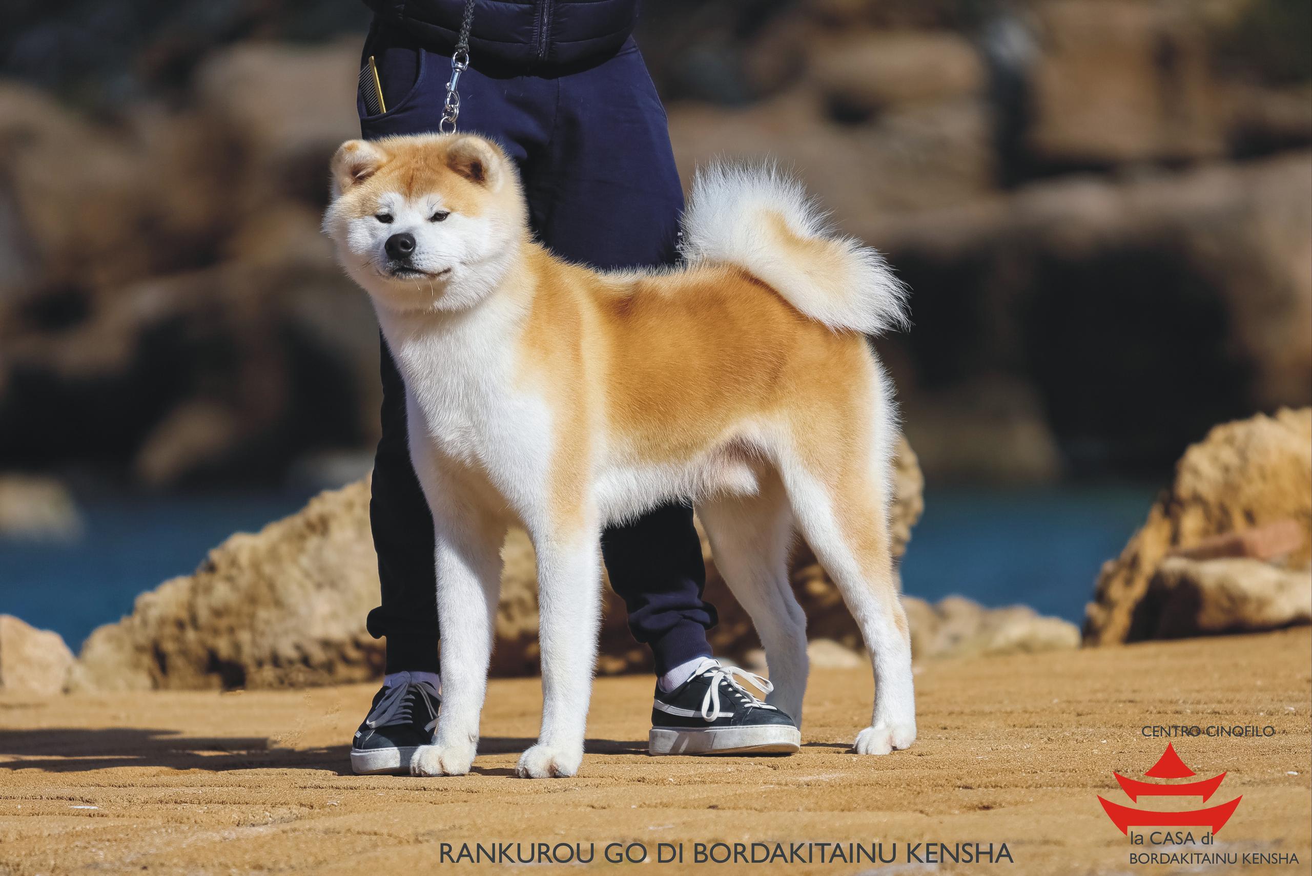 Rankurou Go di Bordakitainu Kensha