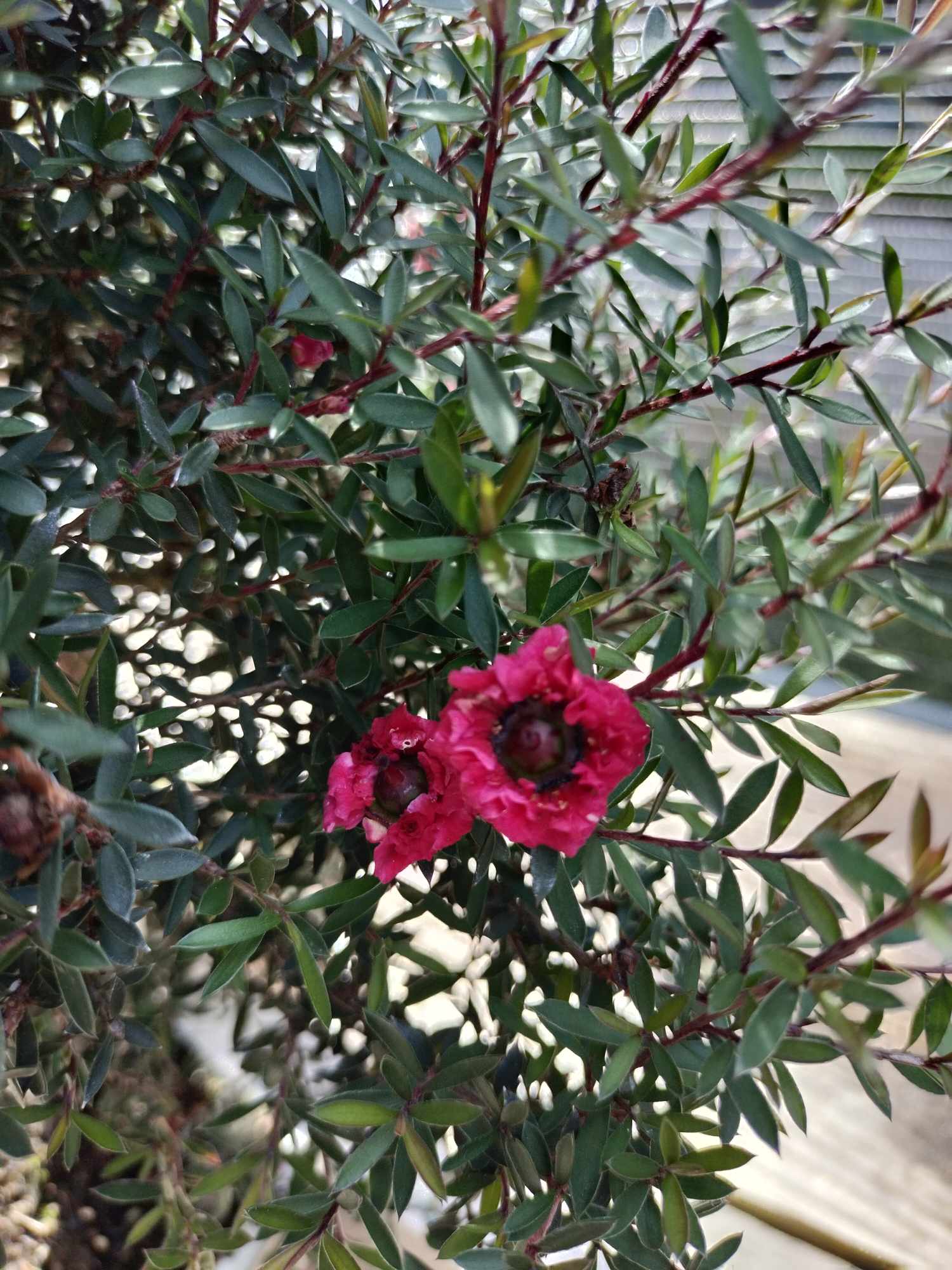 LEPTOSPERMUM SCOPARIUM (MANUKA) LEPT001