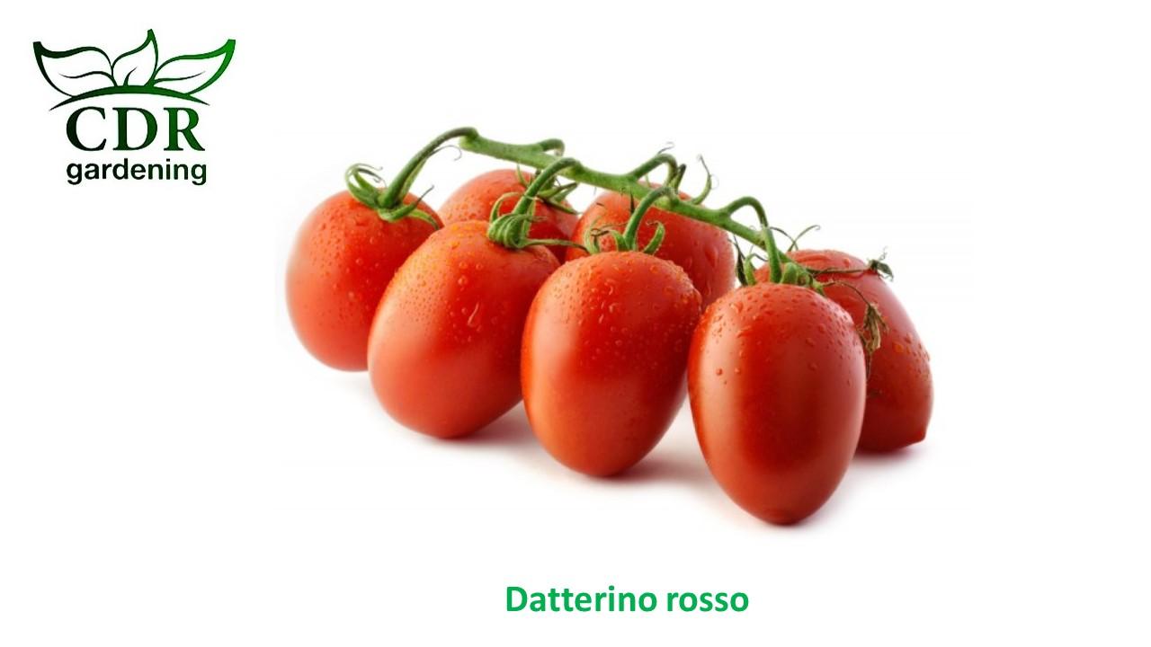 Pomodori Datterino rosso