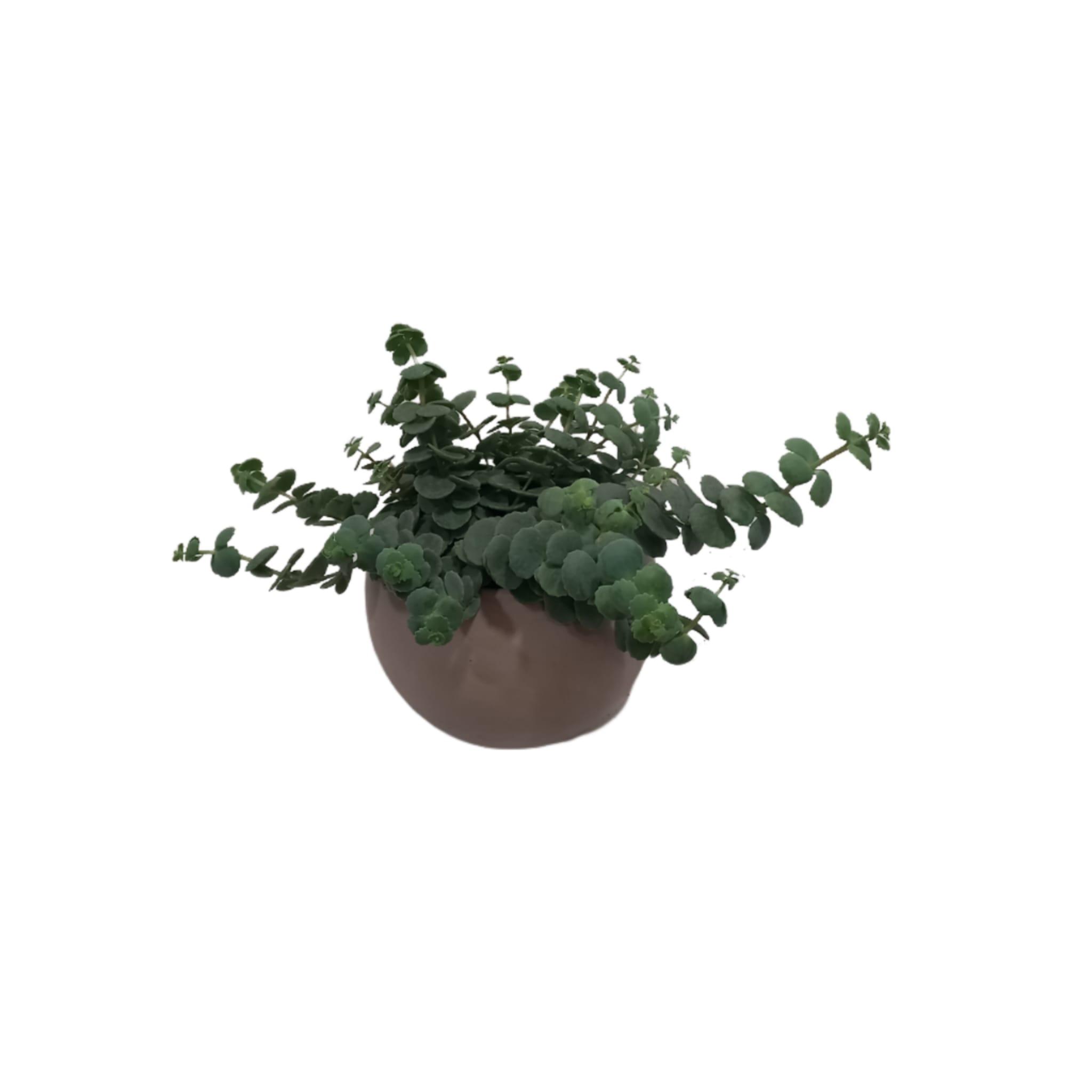 Sedum + vaso ceramica