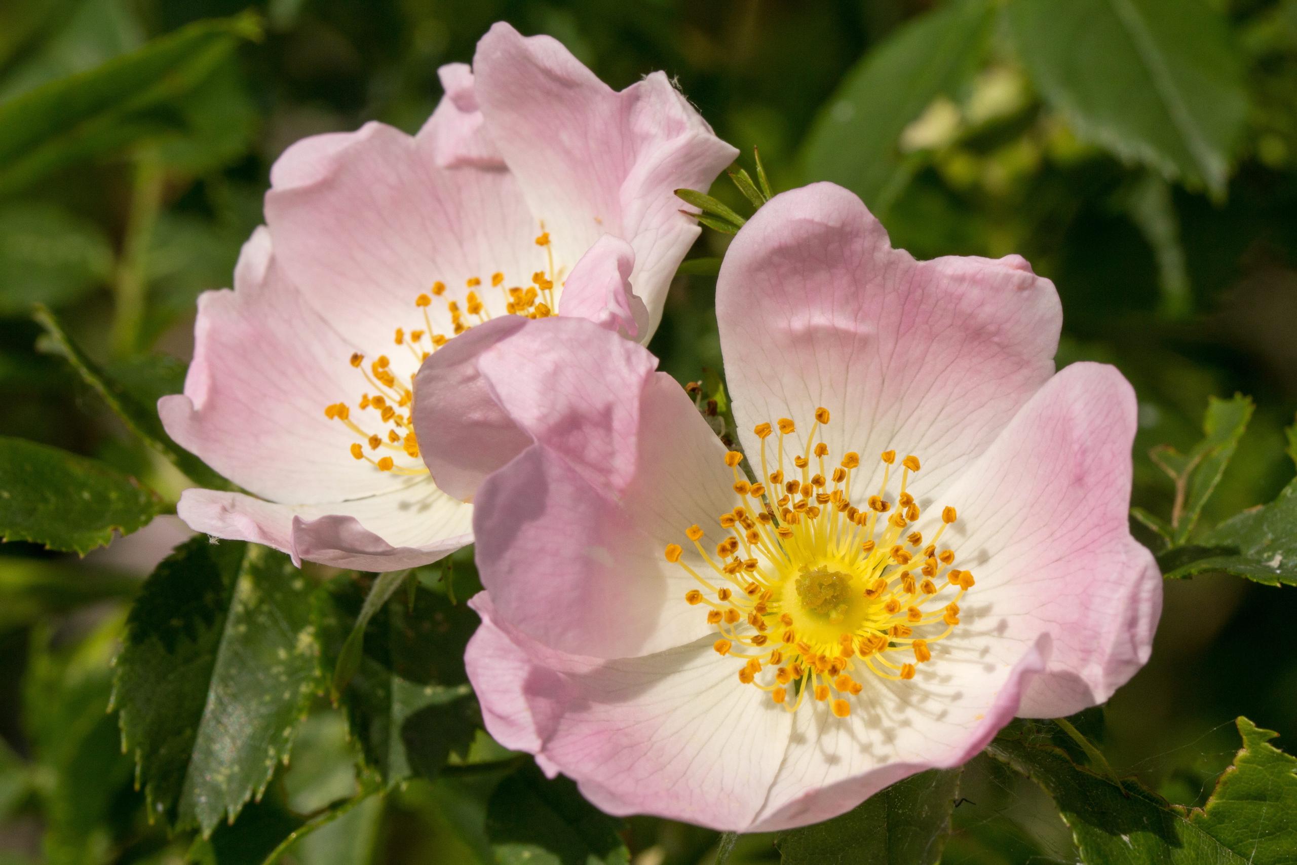 Wild Rose - Fiore di Bach n. 37