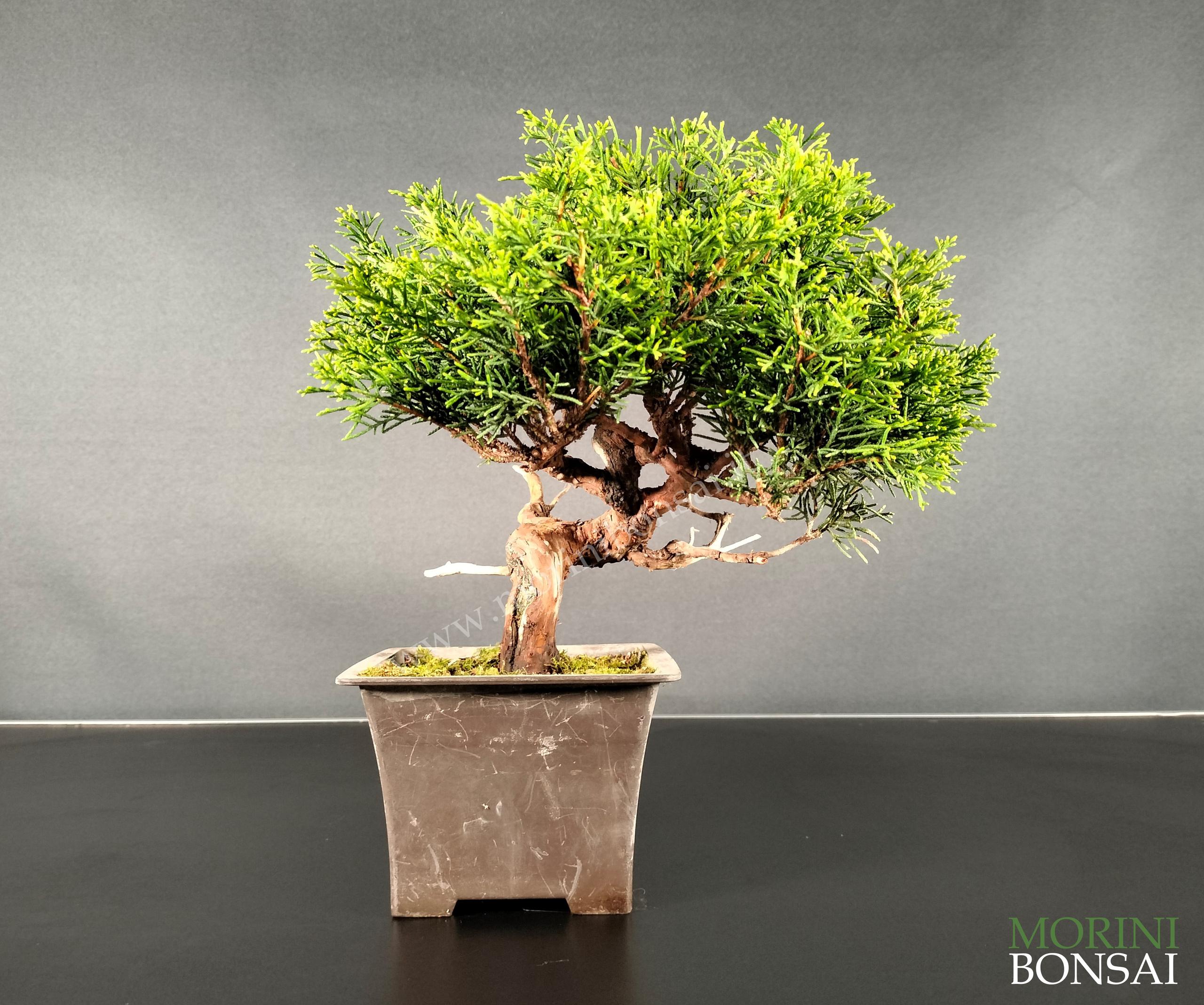 JUNIPERUS ITOIGAWA GI149