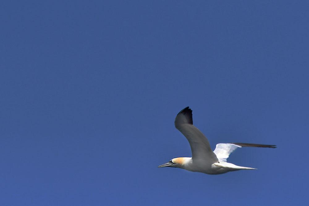 Norvegia, Norway, Varanger