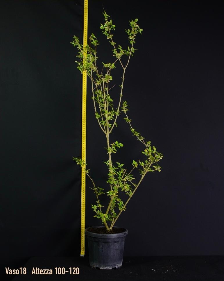 LIGUSTRUM OVALIFOLIUM VARIEGATO