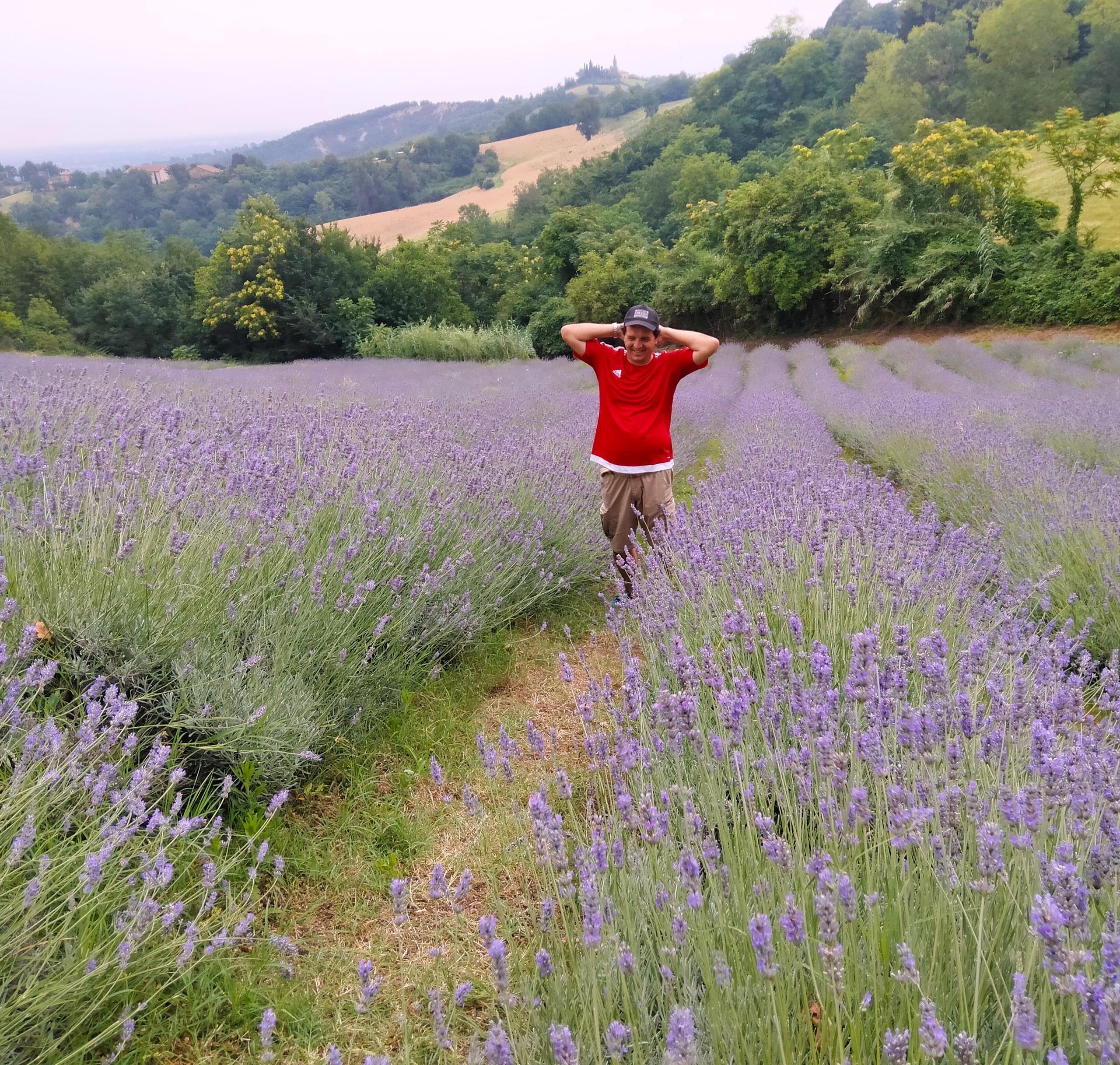 Campo di lavanda San Lorenzo in Collina