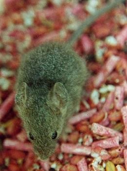 Mus musculus, Rattus norvegicus, Rattus rattus