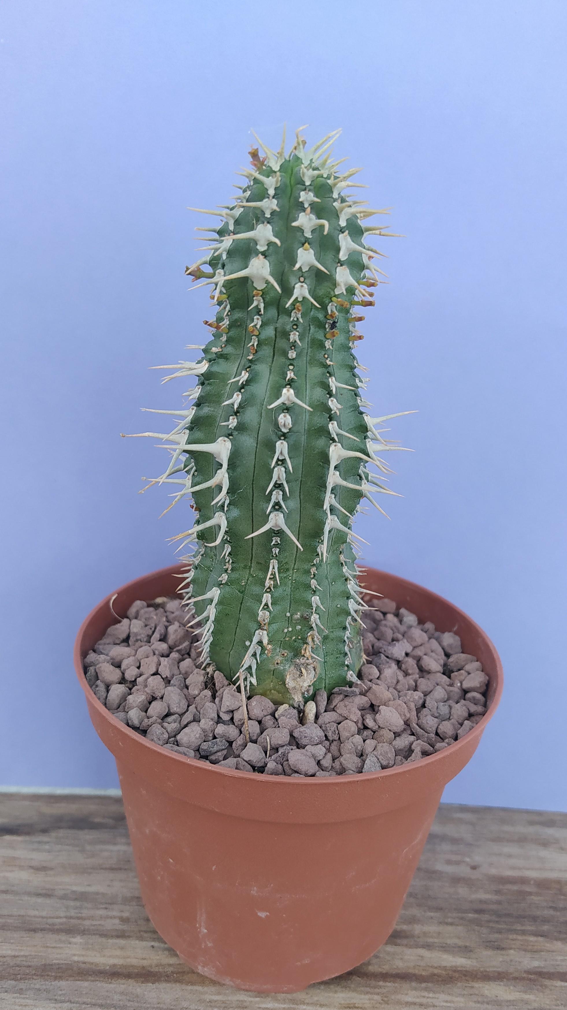 Euphorbia Philpsioides