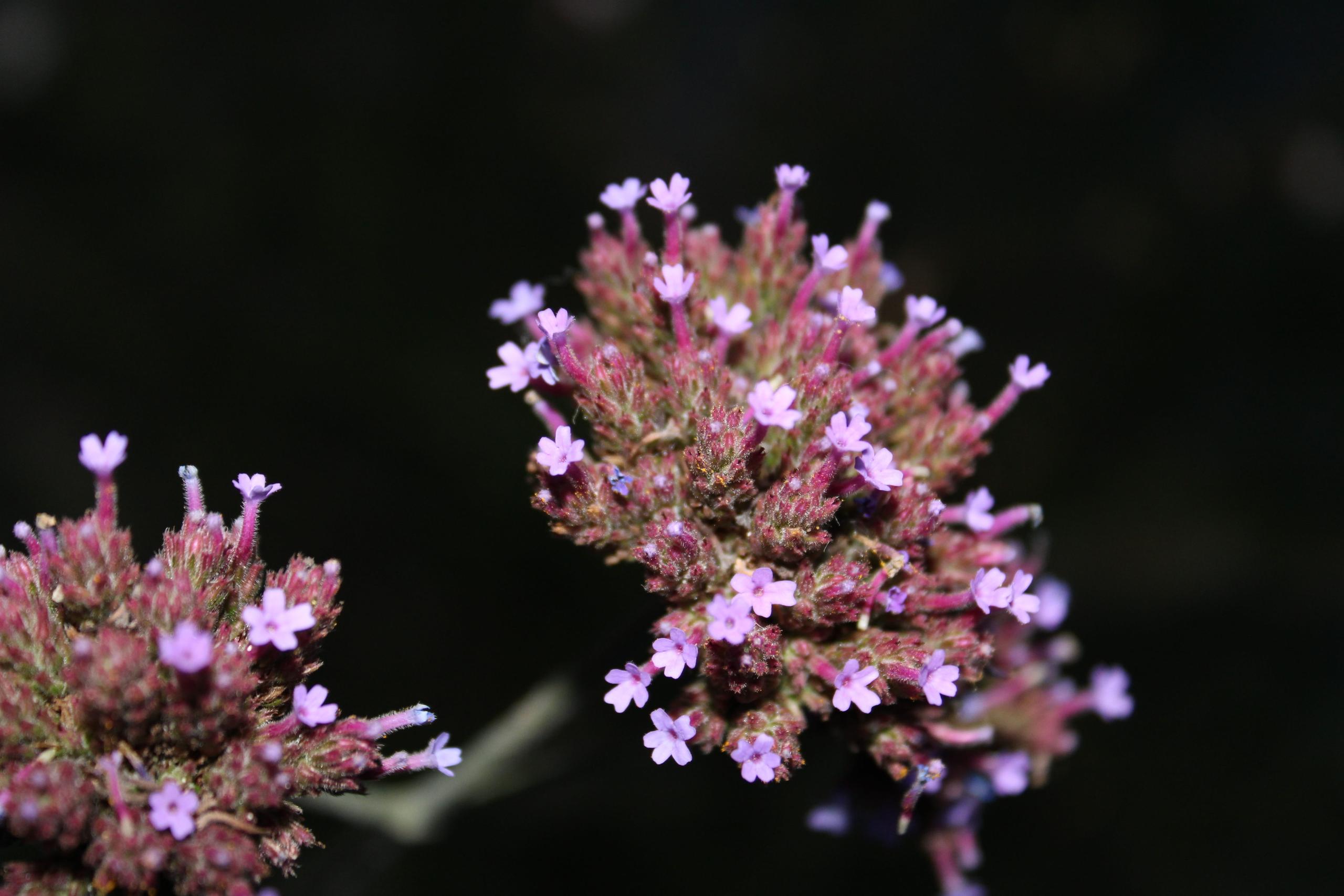 Vervain