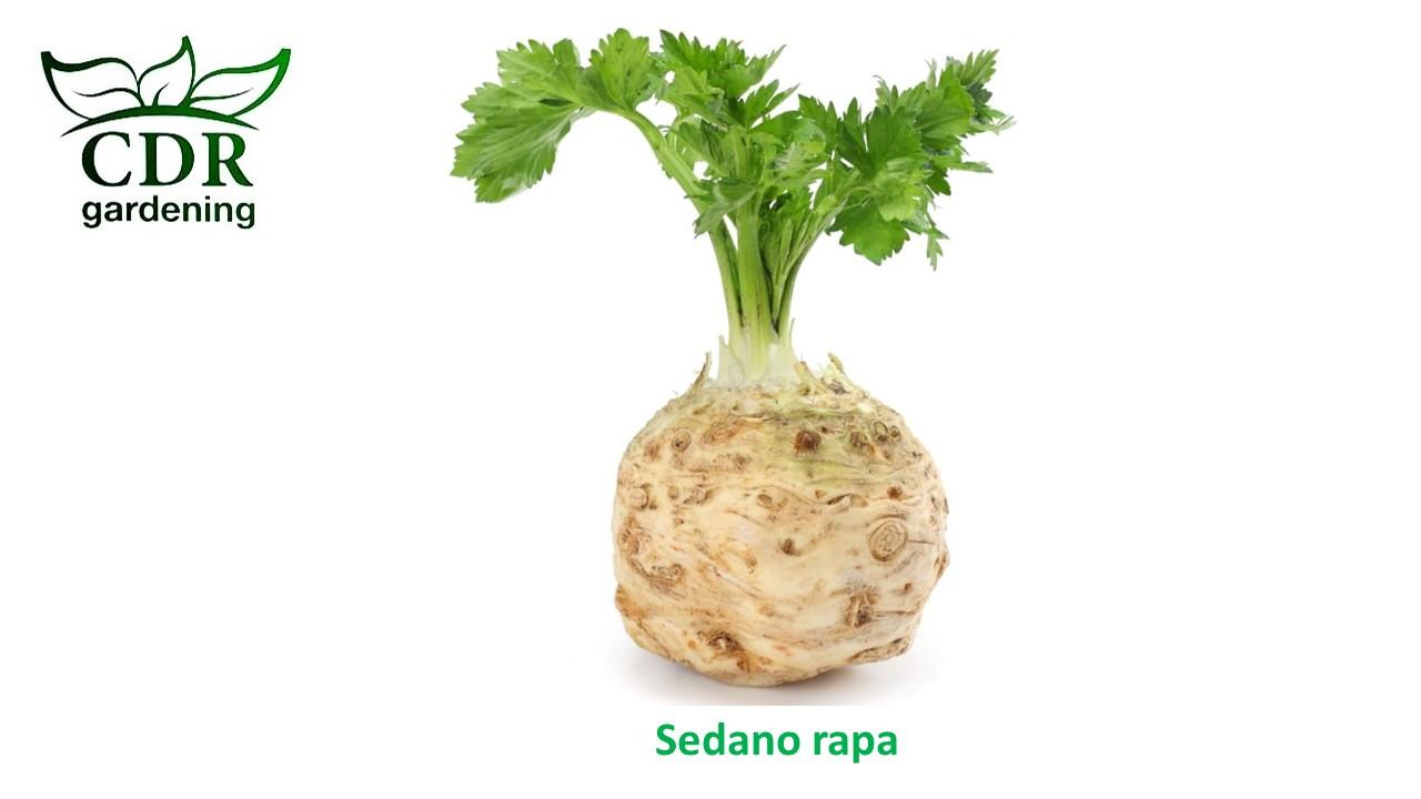 Sedano rapa