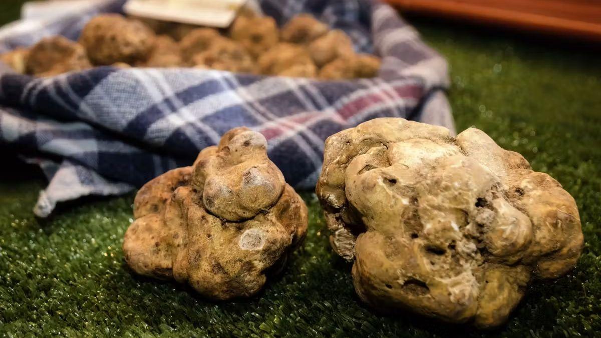 ALBA: 94° fiera del TARTUFO BIANCO e il PALIO DEGLI ASINI - Domenica 06 ottobre