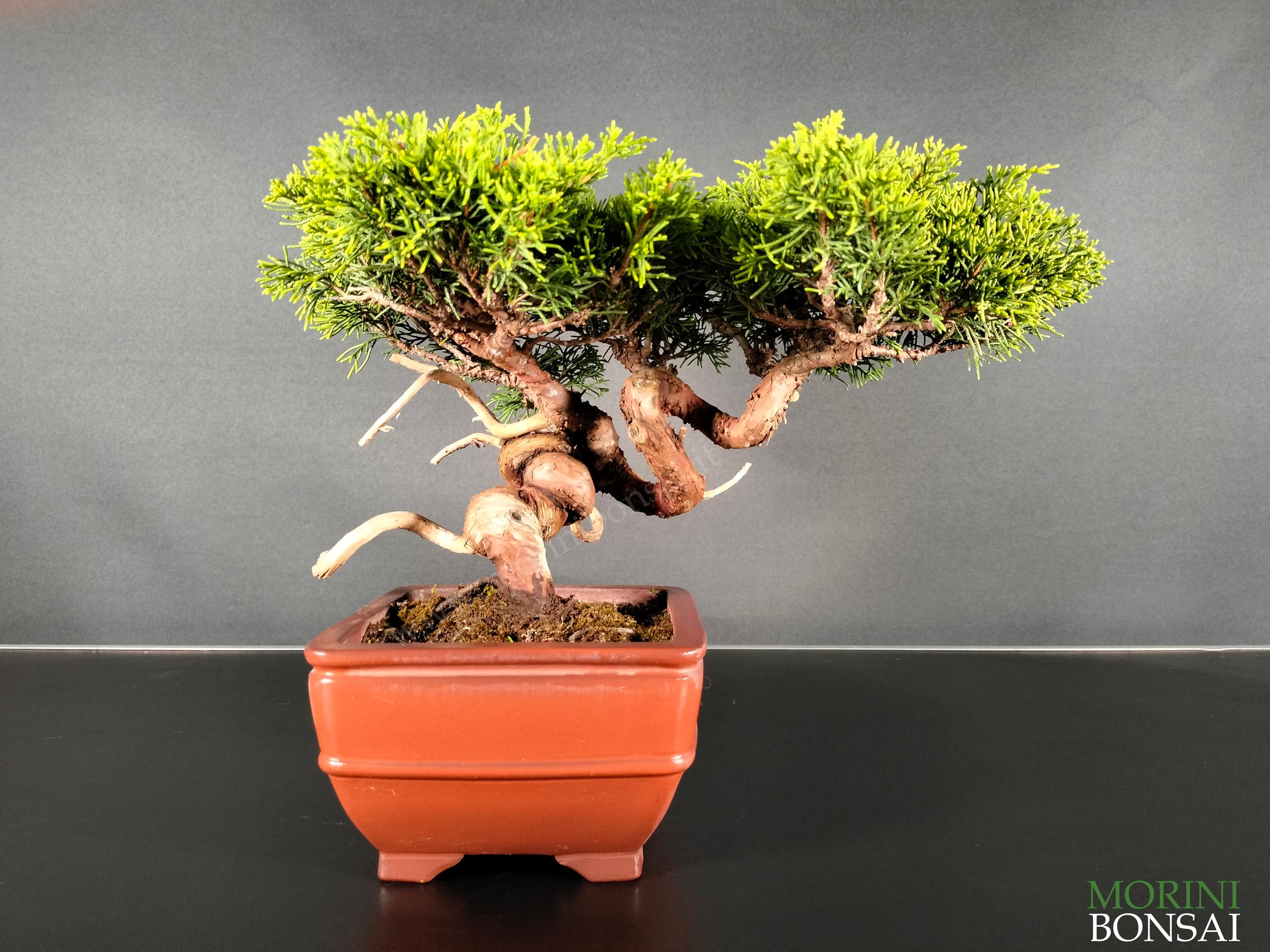 JUNIPERUS ITOIGAWA GI182