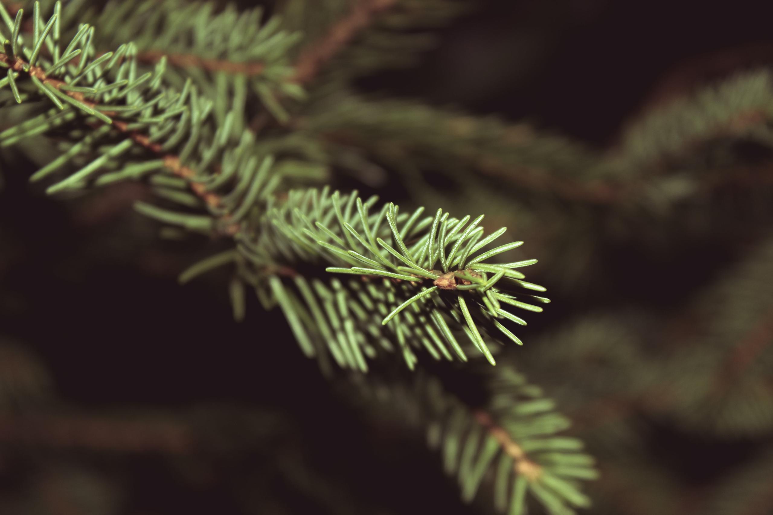 Pine