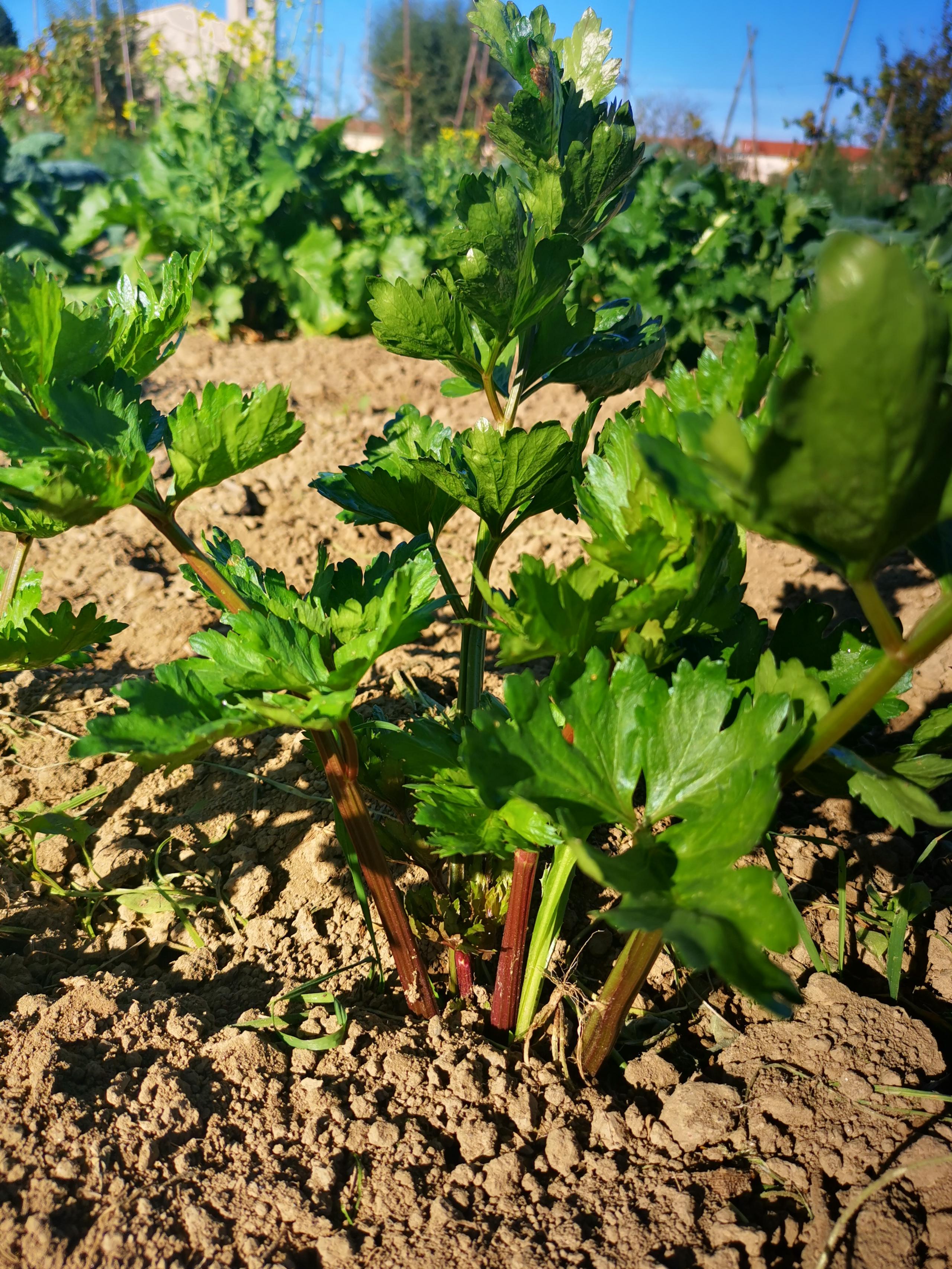 Sacchetto portasemi in omaggio 100 semi di Sedano gigante Rosso