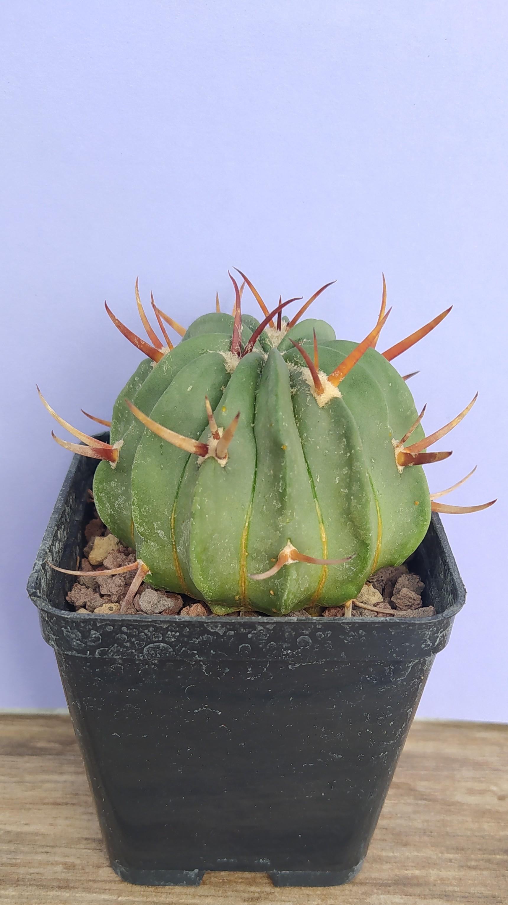 Echinofossulocactus Coptonogonus