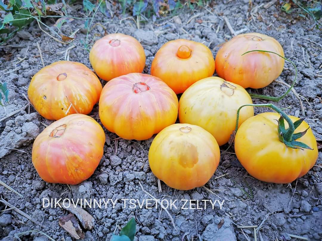 Sacchetto portasemi in omaggio 15 semi di DIKOVINNYY TSVETOK ZELTYY