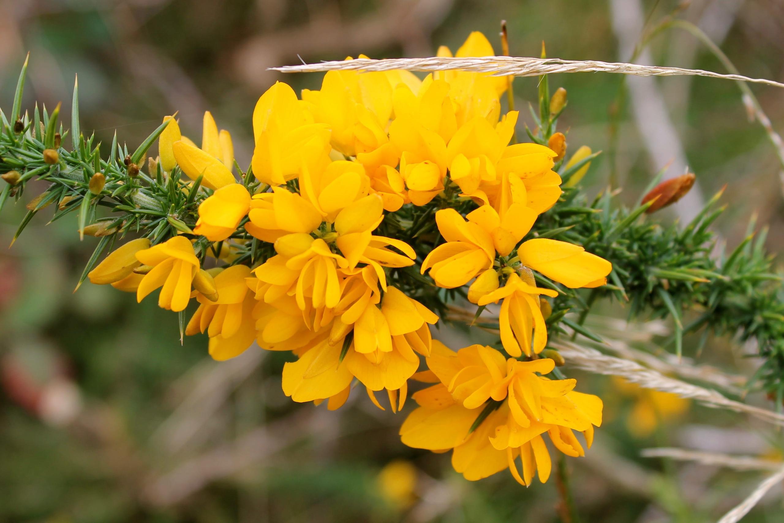 Gorse