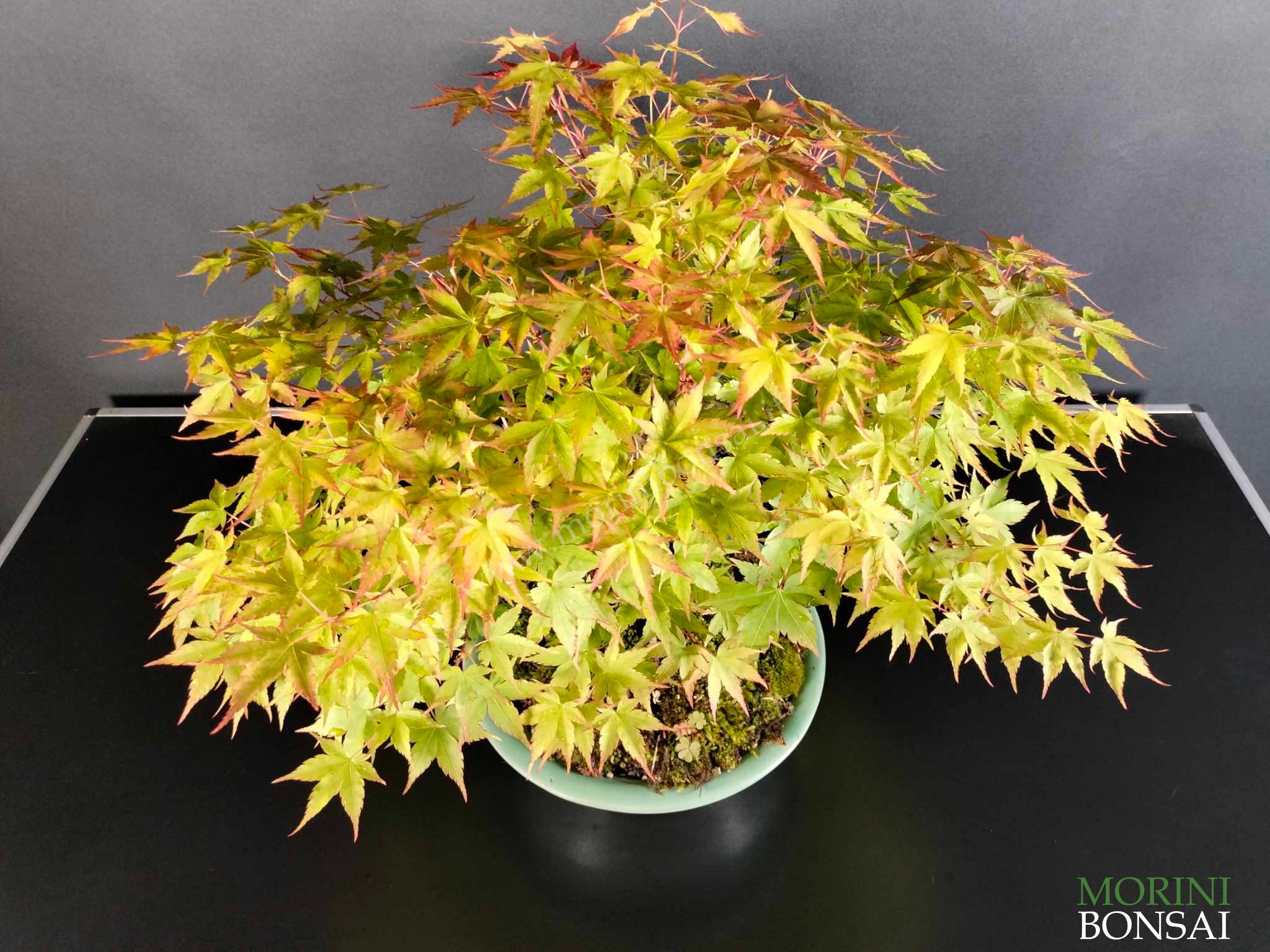 ACER PALMATUM Yamamomiji AP60