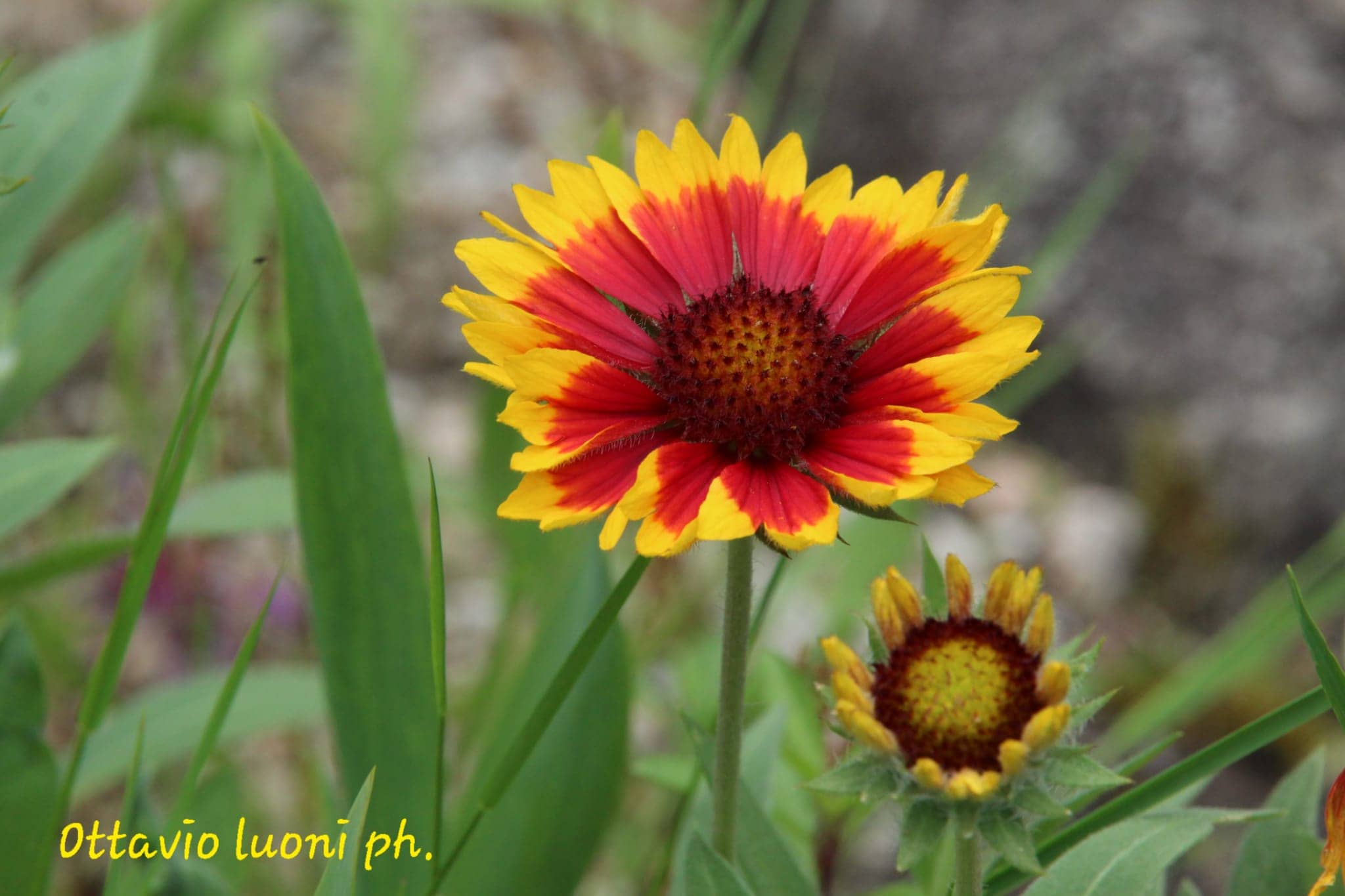 Foto di proprietà del Giardino Alpinia