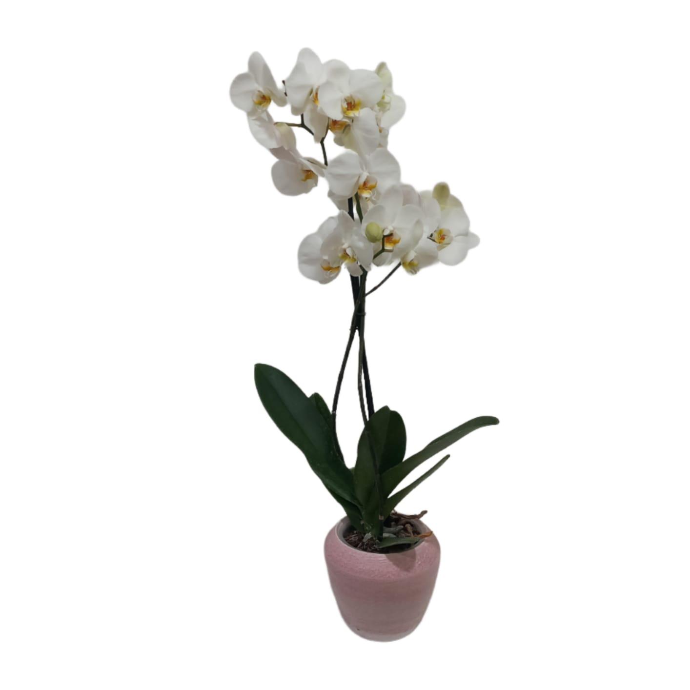 Orchidea + vaso martellato