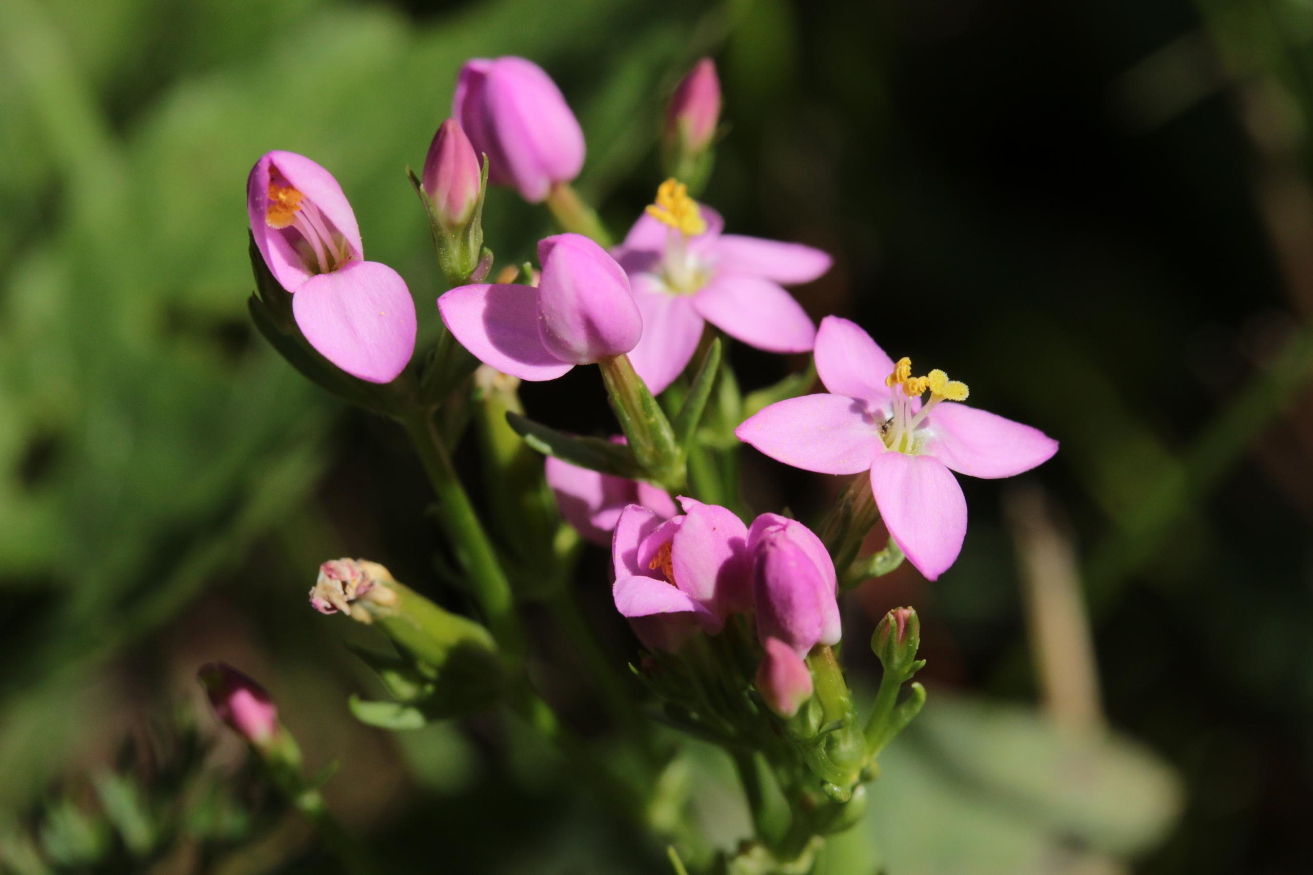 Centaury