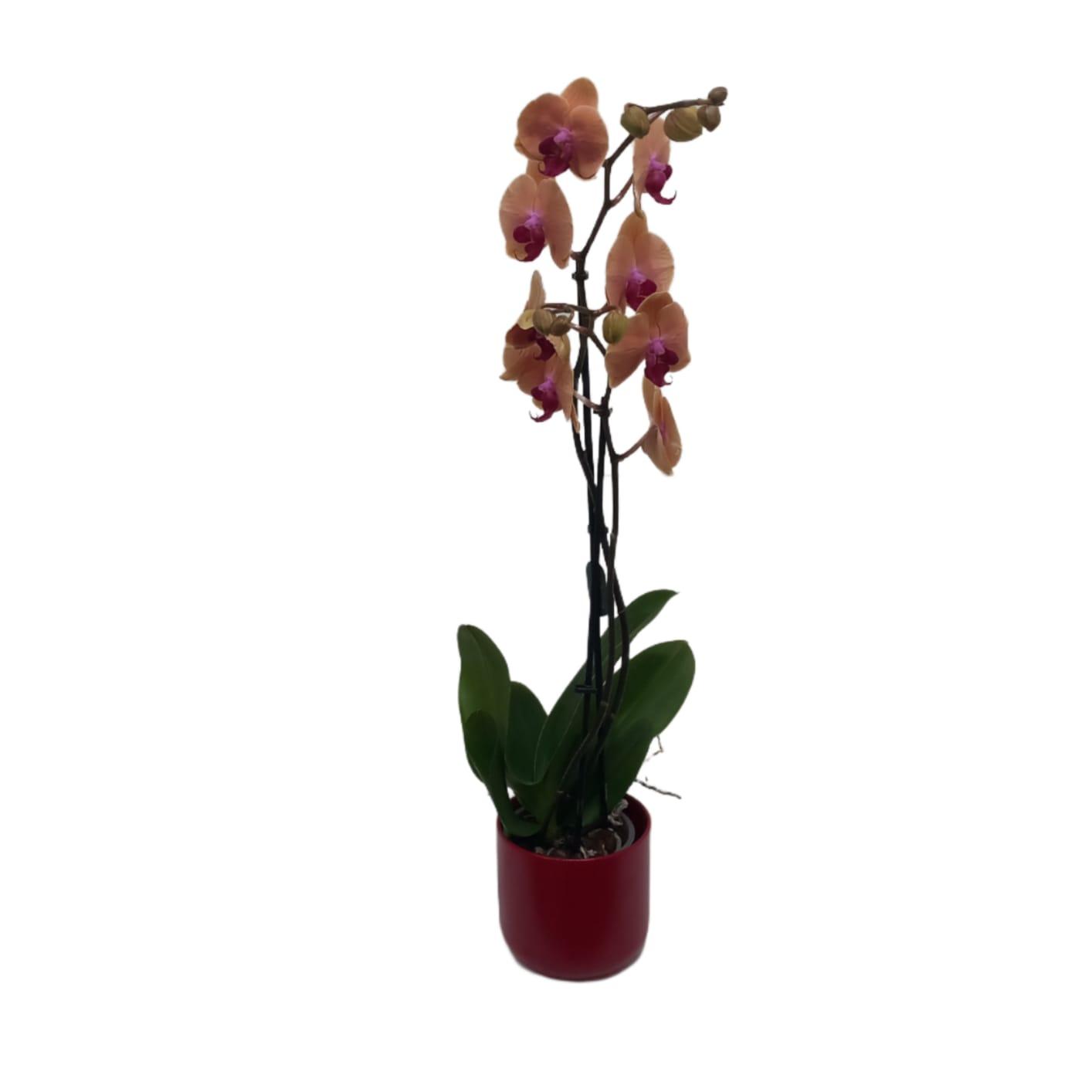 Orchidea in vaso