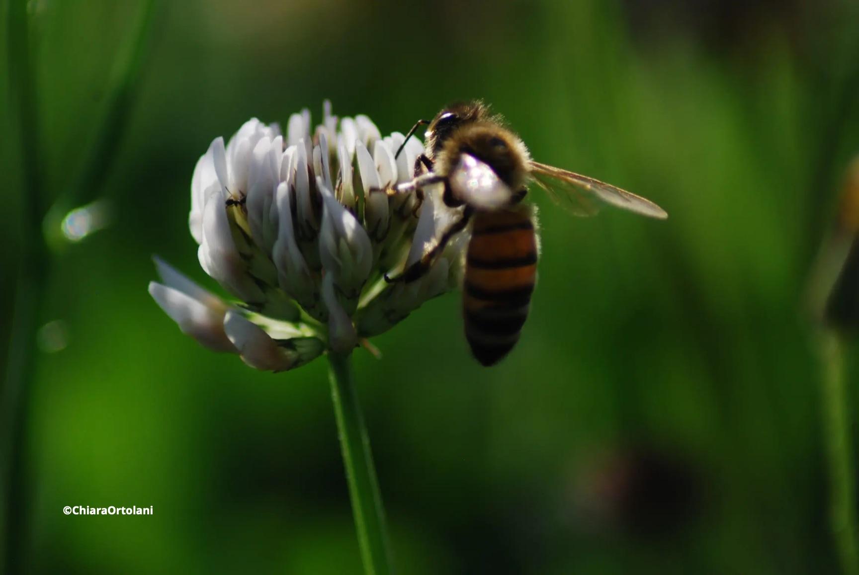 Fotografia di un'ape su di un fiore ©ChiaraOrtolani