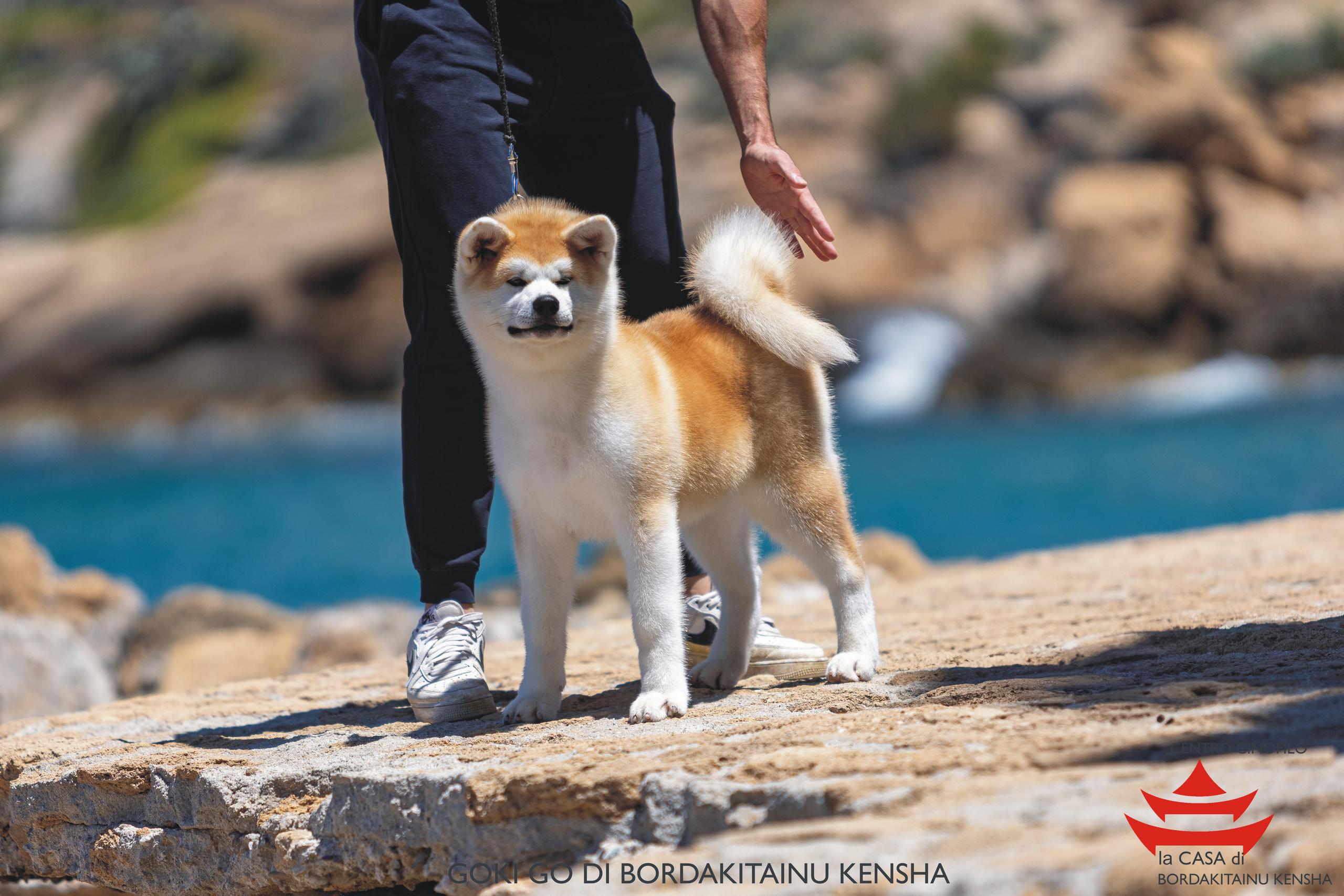 GOKI GO DI BORDAKITAINU KENSHA