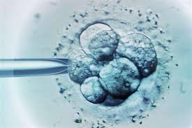 Embrioni umani sintetici creati in laboratorio senza ovuli né spermatozoi