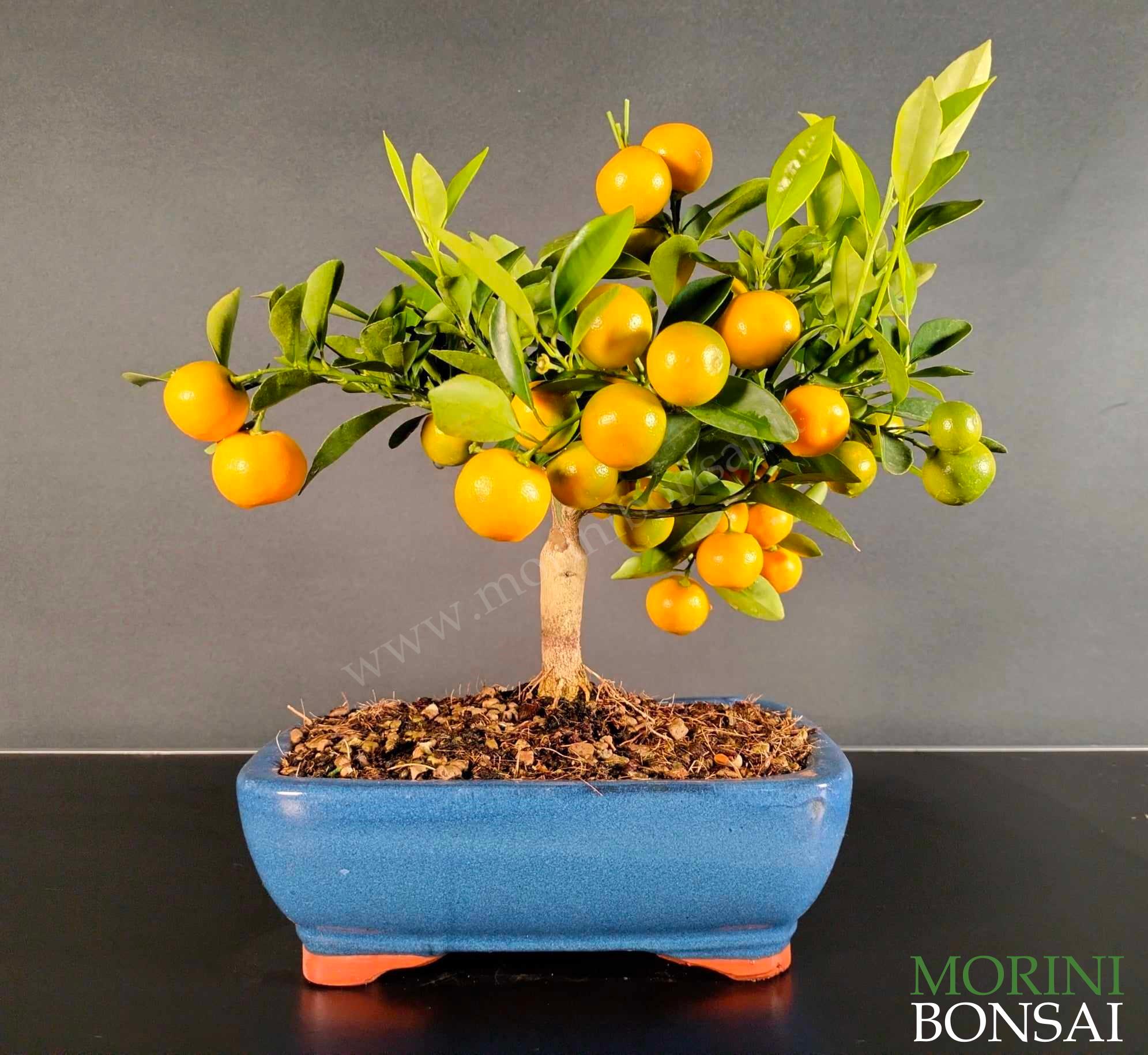 CITRUS MITIS CALAMONDINO (MANDARINO NANO) CTR001