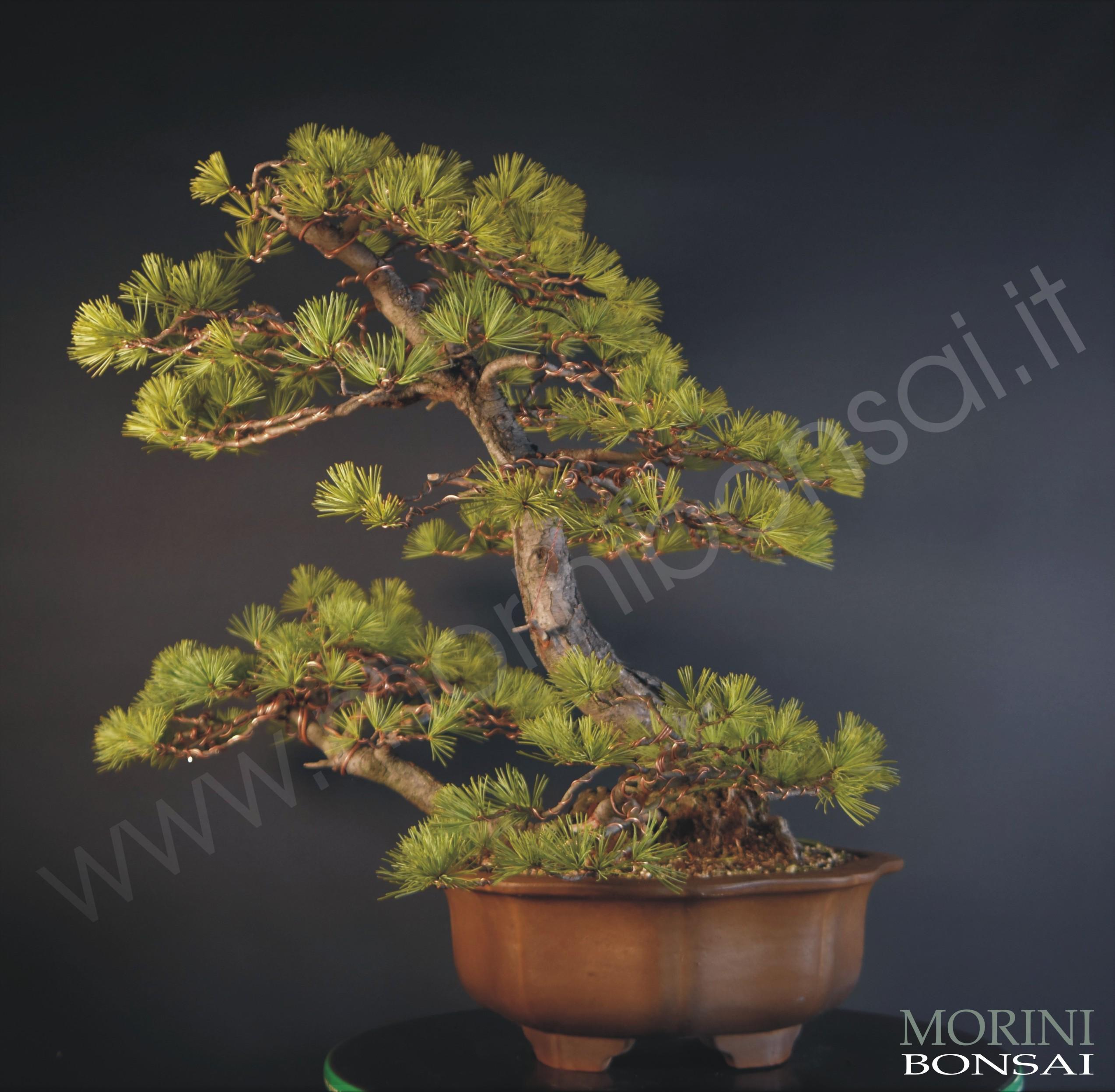 PINUS PENTAPHYLLA PP35