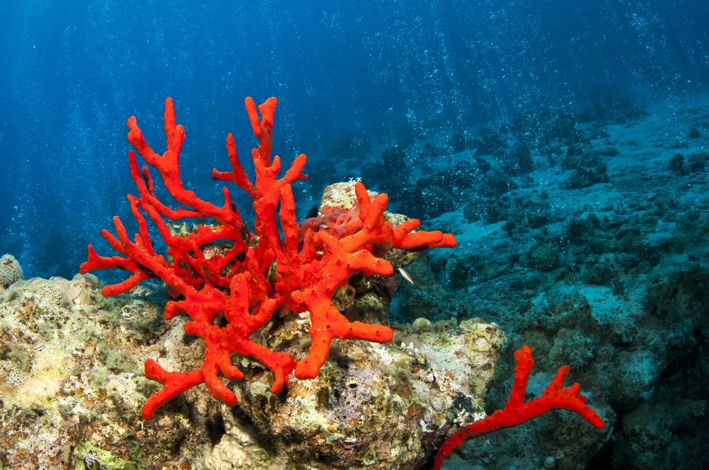 La polvere di corallo fossilizzata: un ingrediente sostenibile