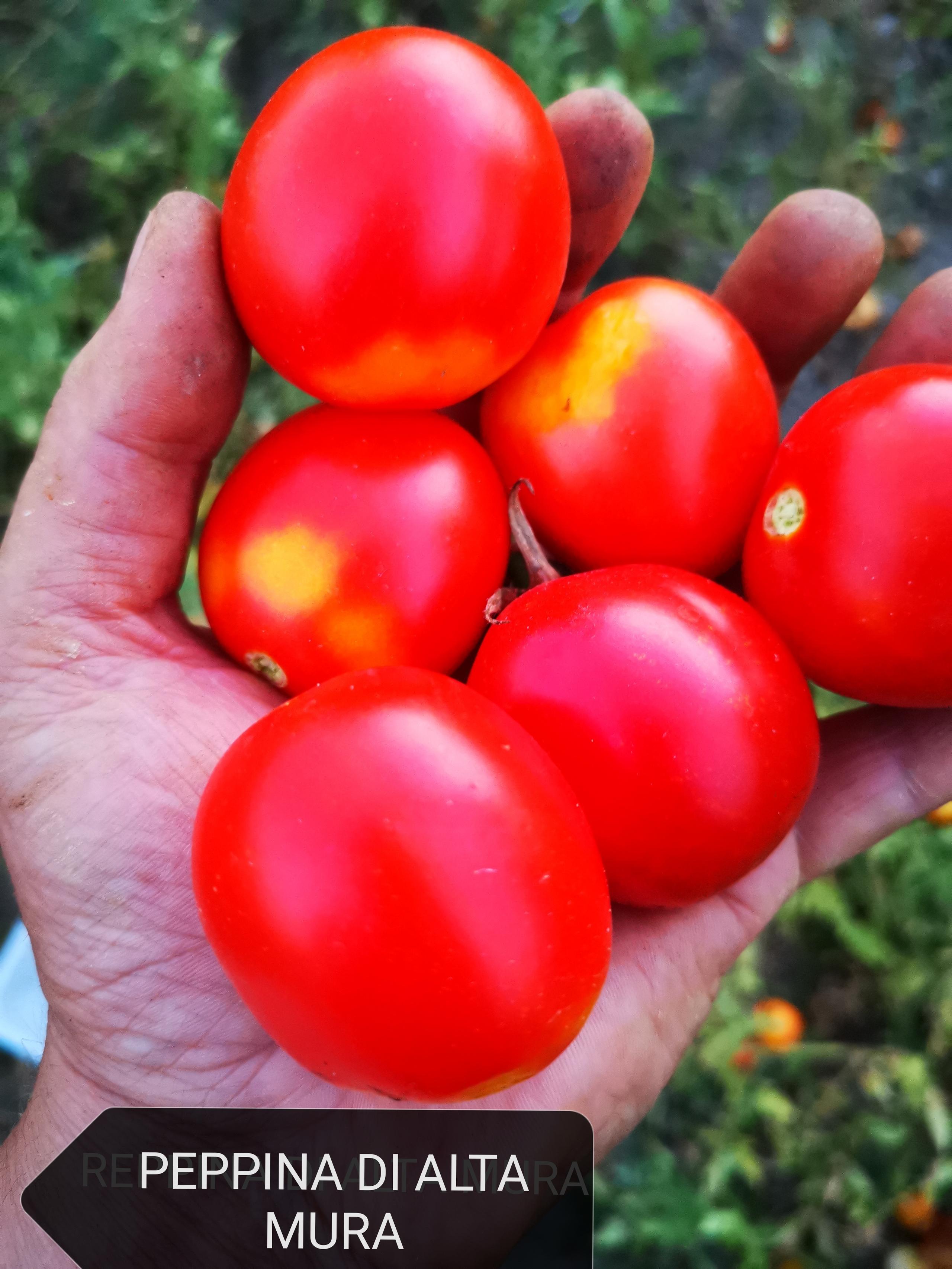 Sacchetto portasemi in omaggio 25 semi di Peppina di Altamura