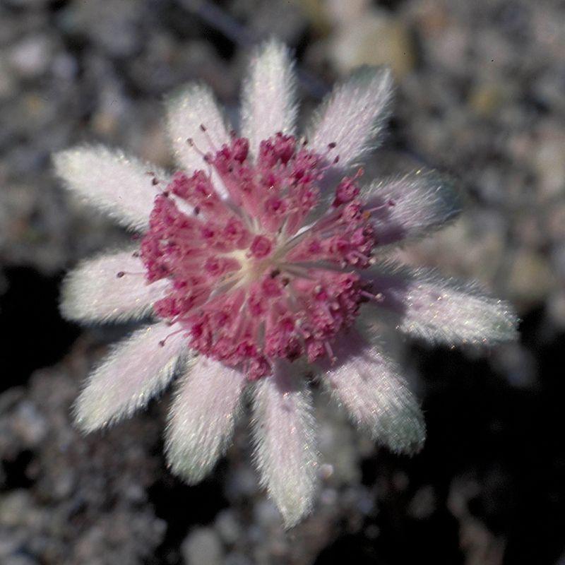 Pink Flannel Flower