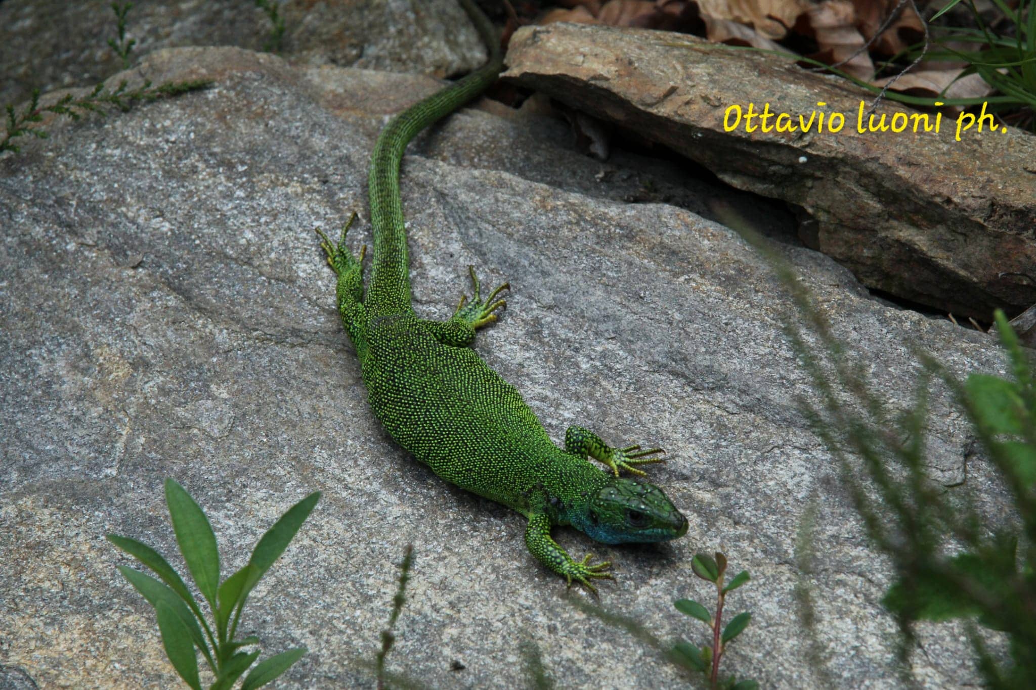 Foto di proprietà del Giardino Alpinia