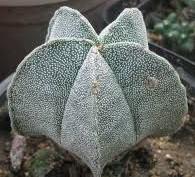 Astrophytum