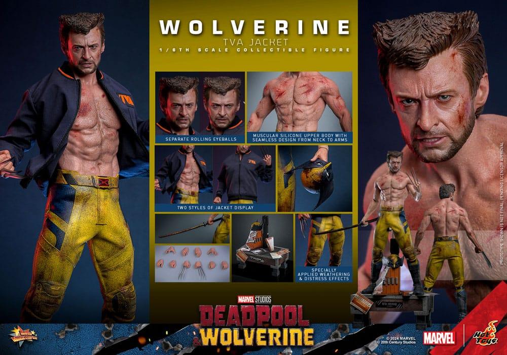 Hot Toys WOLVERINE Deadpool TVA JACKET VERSION 1/6 Action FIGURE Doll